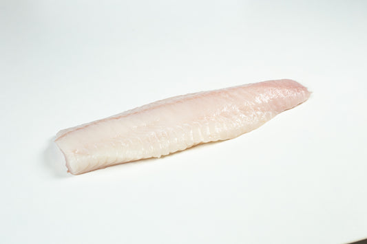Atlantic Wolffish