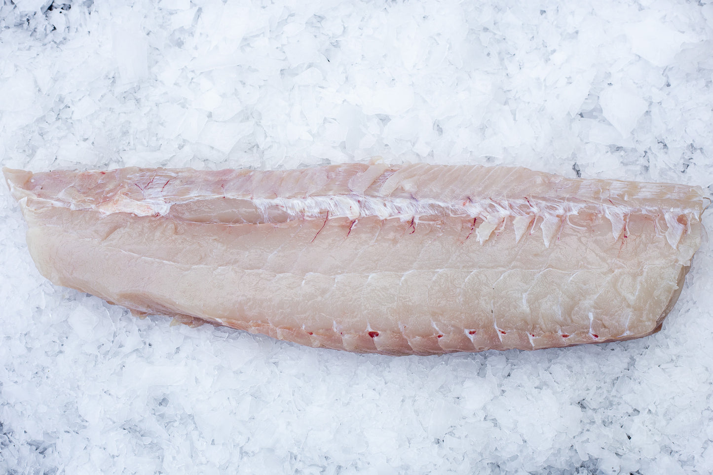Saithe (Pollachius virens) Skinless Loin