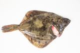 Plie entière (Pleuronectes platessa)