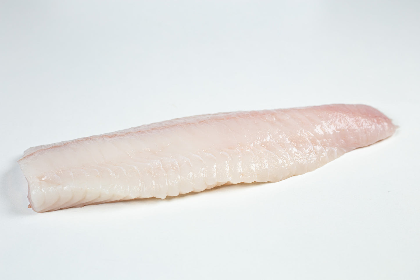 Atlantic Wolffish
