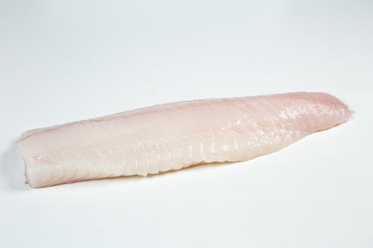 Atlantic Wolffish